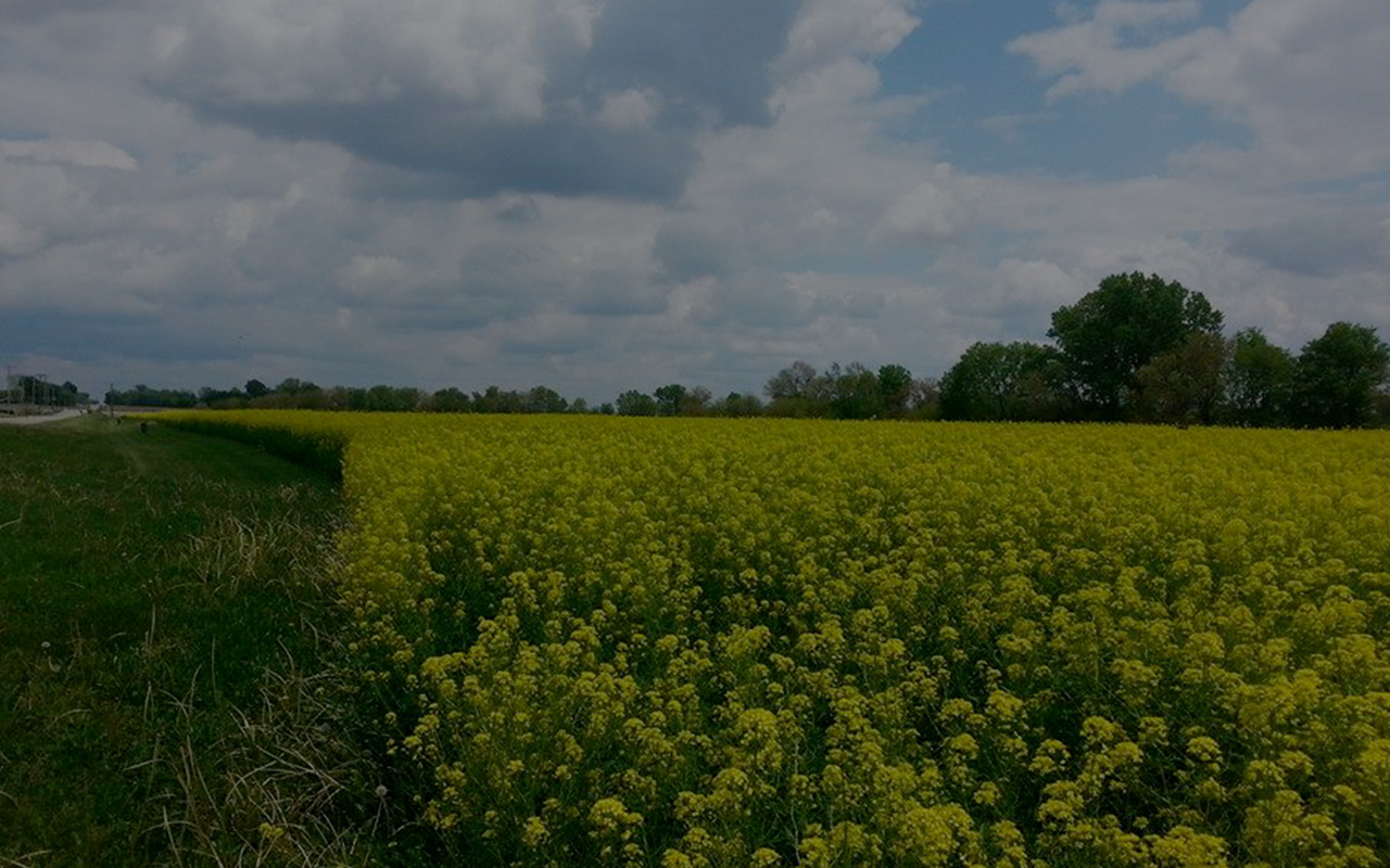 images/New_Website_2020/Lincoln/attractions/Yellow_field_72.jpg