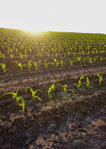 Small Farming Fields