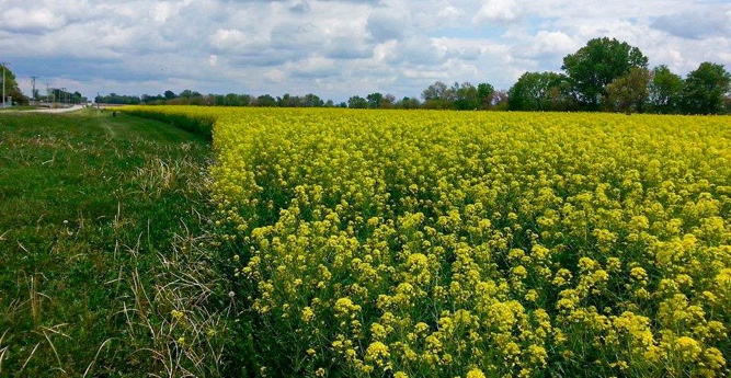 Prairie Lands With Beautiful Plants