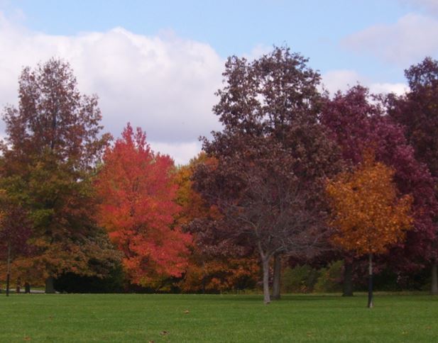 Kickapoo Creek Park